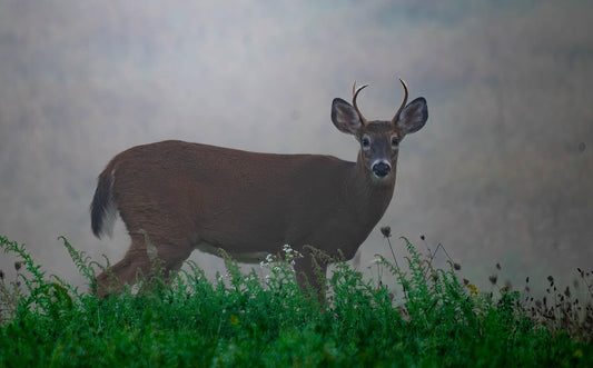 Hunting Season 2023 Promotion